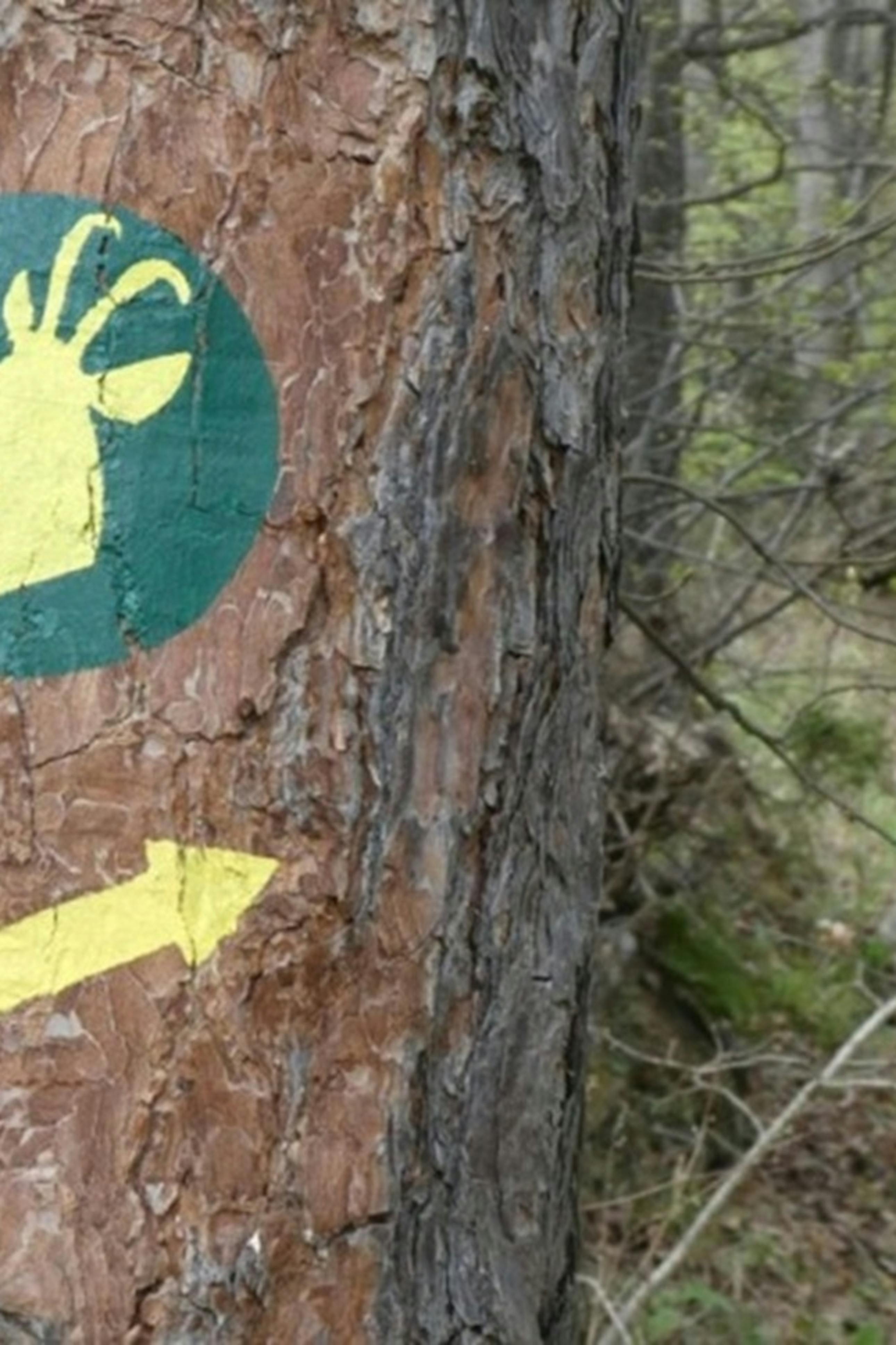 Gozdni rezervat Štiblarjev vrh in Gozdna učna pot Ruta